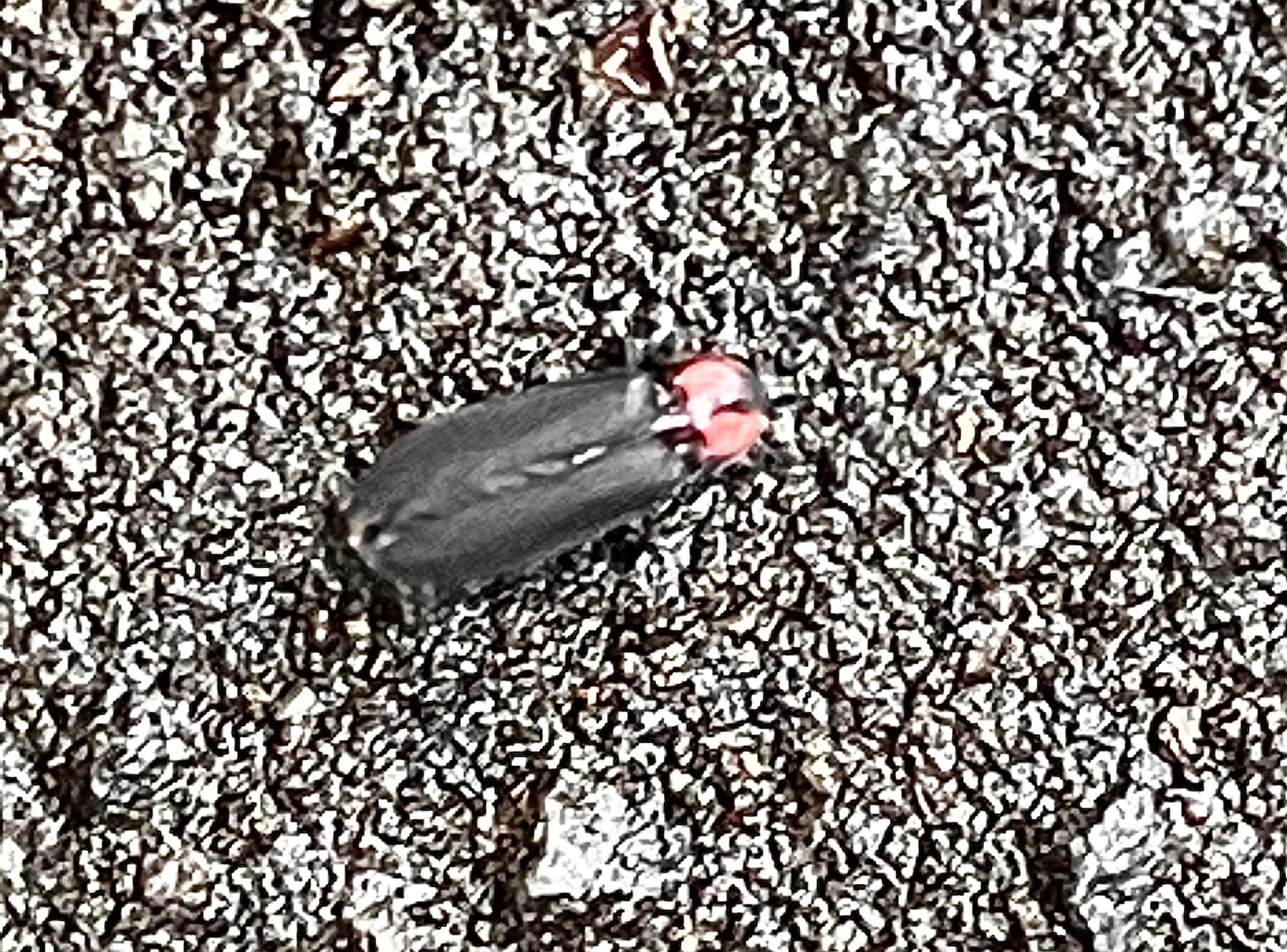 ⚠️虫が苦手な方は注意