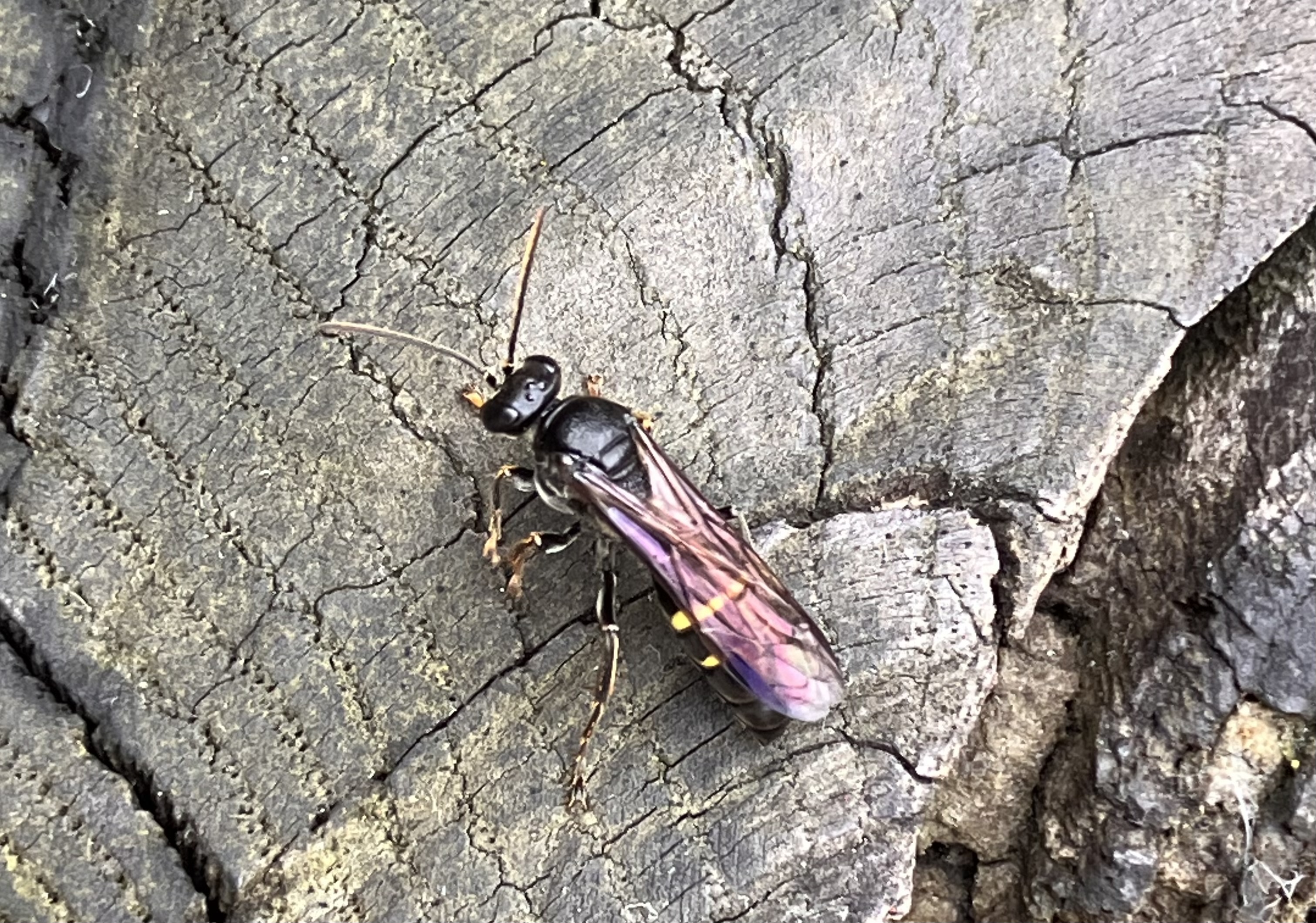 ⚠️虫が苦手な方は注意